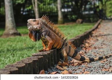 Iguanas And Reptiles, Exotic Animals, Zoo