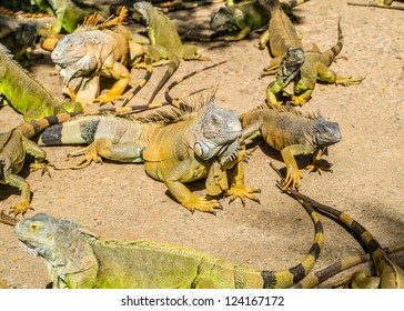 Iguanas In Roatan, Honduras