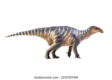 Iguanodon  Dinosaur on white isolate background Clipping path - Shutterstock ID 2193707349