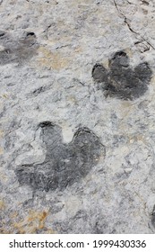 Iguanodon tracks at Dinosaur Ridge - a segment of the Dakota Hogback in the Morrison Fossil Area National Natural Landmark located in Jefferson County, Colorado, near the town of Morrison.