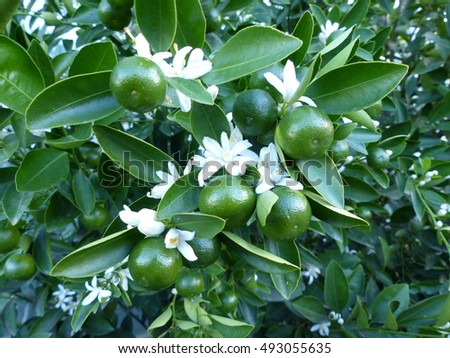 iimmature clementines flowers rutaceae