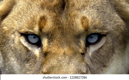 Iioness cropped face blue eyes - Shutterstock ID 1228827286