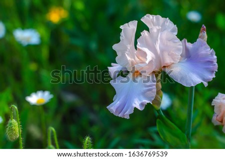 Iiris flower in the spring or summer garden. Close-up of iris flower . Gardening and Floriculture. Motley flower meadow.