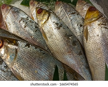 Vektor Ikan Bandeng