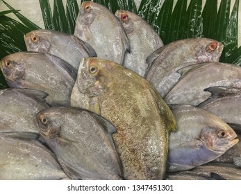 Ikan Bawal : Pomfrets Fish Are Perciform Fishes Belonging To The Family Bramidae. The Family Includes About 20 Species.