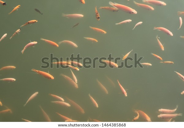 Ikan Nila Nile Tilapia Cultivation Popular Stock Photo Edit Now