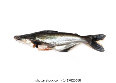 Patin Fish Images Stock Photos Vectors Shutterstock