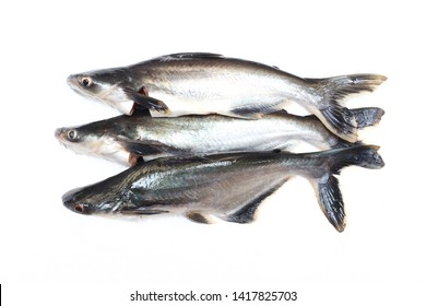 Ikan Patin Images Stock Photos Vectors Shutterstock