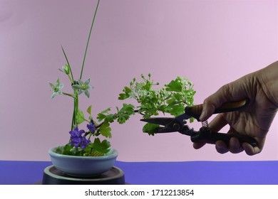 Ikebana Japanese Flower Arranging And Cutting In Front Of A Pink Background