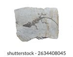 Ikechosaurus reptile fossil on limestone rock slab isolated on white background.