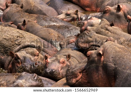 Similar – Foto Bild Viele überfüllte Schweine in einem Bauernhof.