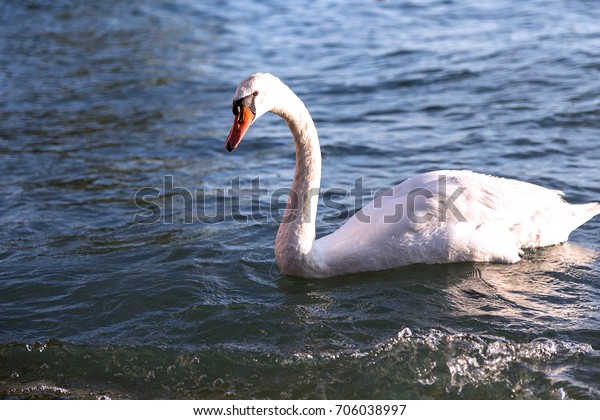 Il Cigno Swan Stock Photo Edit Now 706038997