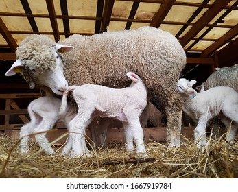 Ile De France Sheep With Lamb On Farm