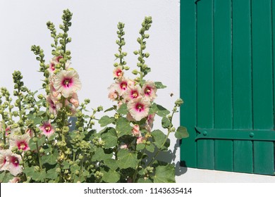 Ile De Ré - Hollyhocks And White House With Green Shutters