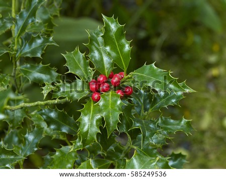 Ilex Aquifolium 'Alaska' 