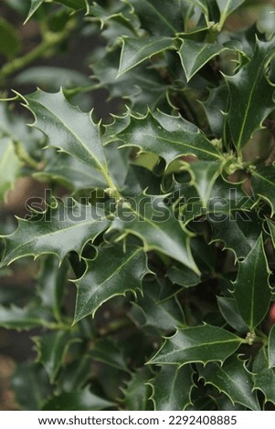 Ilex aquifolium 'Alaska', evergreen holly with green leaves