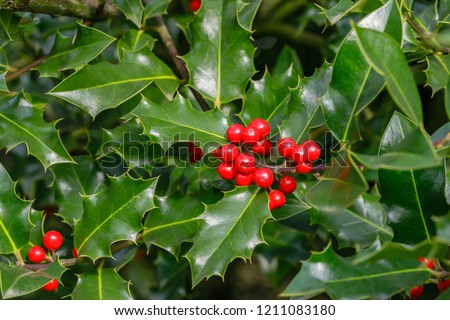 Ilex aquifolium or Christmas holly. Holly green foliage with matures red berries. Green leaves and red berry Christmas holly, close up 