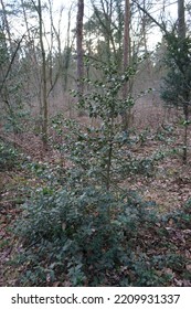 Ilex aquifolium in the forest in February. Ilex aquifolium, the holly, common-, English-, European-, or occasionally Christmas holly, is a species of flowering plant in the family Aquifoliaceae. - Shutterstock ID 2209931337