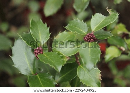 Ilex meserveae 'Blue Prince', evergreen bush