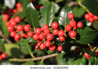 Ilex with red berries in sunny November