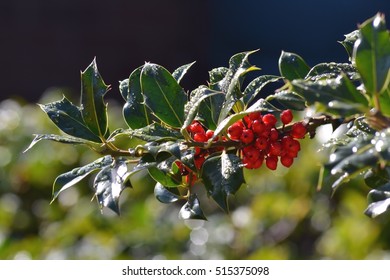 Ilex Verticillata Also Known As Winterberry And Holly