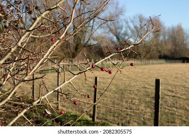 Ilex Verticillata Winter Berry Holly