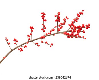 Ilex verticillata, winterberry branches isolated on white background