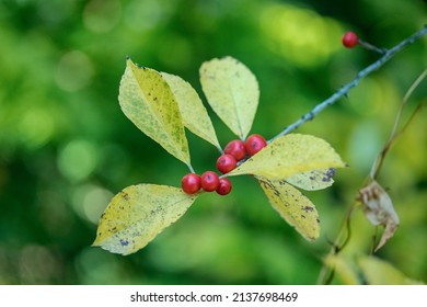 Ilex Verticillata, The Winterberry, Is A Species Of Holly 