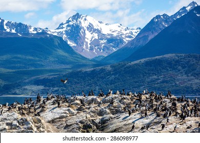 Ilha dos Passaros located on the Beagle Channel in Ushuaia, Argentina
