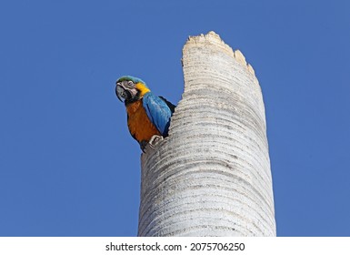 Ilha Solteira - SP Arara Canindé, A Bird Typical Of The Brazilian Cerrado. In Brazil Became A Bird Created As A Pet 