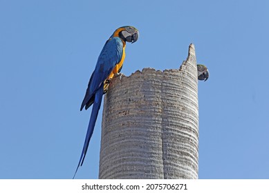 Ilha Solteira - SP Arara Canindé, A Bird Typical Of The Brazilian Cerrado. In Brazil Became A Bird Created As A Pet 