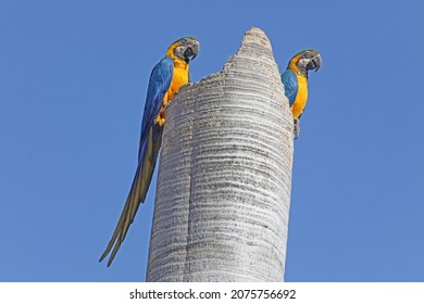 Ilha Solteira - SP Arara Canindé, A Bird Typical Of The Brazilian Cerrado. In Brazil Became A Bird Created As A Pet 