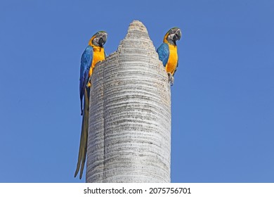 Ilha Solteira - SP Arara Canindé, A Bird Typical Of The Brazilian Cerrado. In Brazil Became A Bird Created As A Pet 