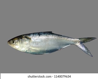 Ilish Or Hilsa Fish Png