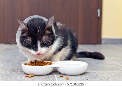 177,347 Pet eating food Images, Stock Photos & Vectors | Shutterstock