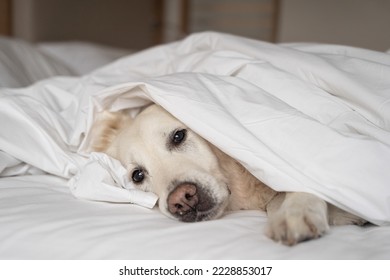 Сlose-up ill dog lying under white blanket in bed of pet owner. Favorite pet feel bad, lonely. Veterinary concept of care, food, mood of domestic animals.