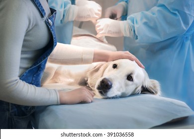 Ill retriever in veterinary clinic.