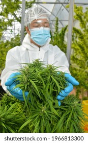 Illegal Cannabis Factory Green House, A Close Up Of The Marijuana Farm Industry. Selective Focus