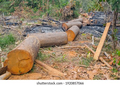 Illegal deforestation areas. Cutting down wood, burning wood and damaging the environment.