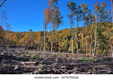 Illegal deforestation - destroying the environment