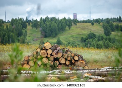 Illegal Felling Of Trees In The Forest By Poachers, Bringing Global Warming And Environmental Disaster, Harvest Firewood And Wood In Large Quantities, Felled Tree Trunks Lie In Field During The Day