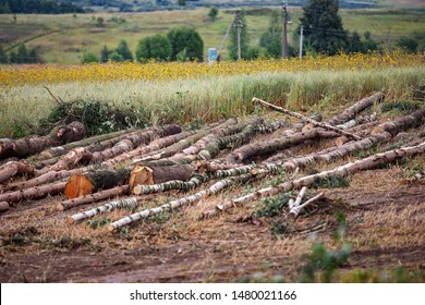 Illegal Felling Of Trees In The Forest By Poachers, Bringing Global Warming And Environmental Disaster, Harvest Firewood And Wood In Large Quantities, Felled Tree Trunks Lie In Field During The Day