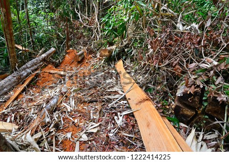 Illegal logging activity in a virgin rainforest