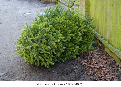 Illegally Dumped Real Christmas Tree Seen Fly Tipped Outside A Private House Near A Roadway Just Before New Year.