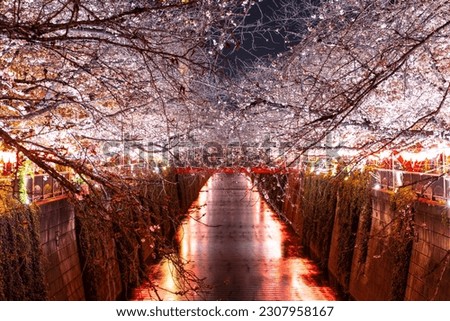 Similar – Red Trees Nacht Baum