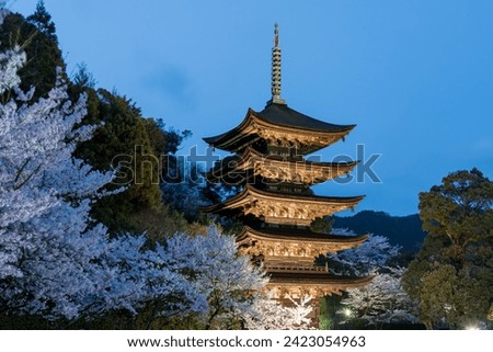 Illuminated five-story pagoda and cherry blossoms in Yamaguchi City