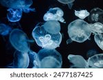 Illuminated Jellyfishes - abstract background in blue and teal tones. Smack of Moon Jellyfish (Aurelia aurita) against dark background.