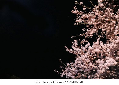 Illuminated night cherry blossom landscape