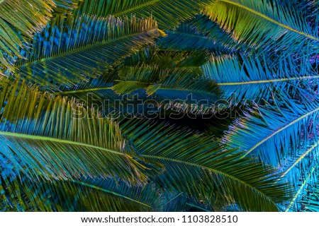 Illuminated palm trees at night - tropical background.