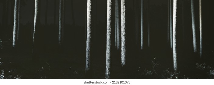 Illuminated Pathway Through Mighty Trees Night Stock Photo 2182101375 ...
